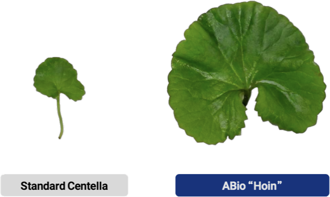 標準積雪草與 ABio HOIN 品種葉片大小比較