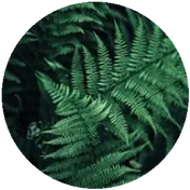 BRACKEN