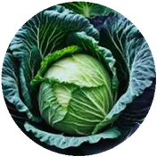CABBAGE