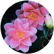 CAMELLIA