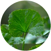 CENTELLA