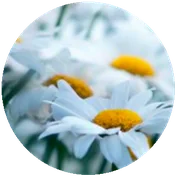 CHRYSAN