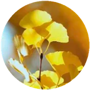 GINKGO