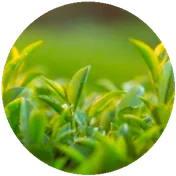 GREEN TEA