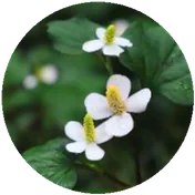 HEARTLEAF