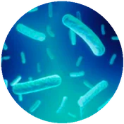 LACTO