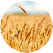 OAT
