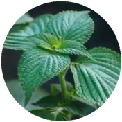 PERILLA