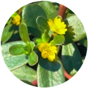 PORTULACA