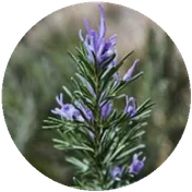 ROSEMARY