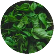 SPINACH