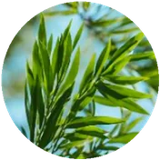 TEA TREE