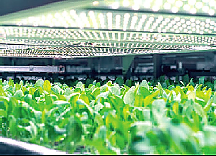Smart Farm 智慧農場栽培